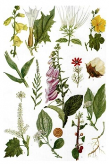 11/09 "Teaching about medicinal plants. Part 2 " 